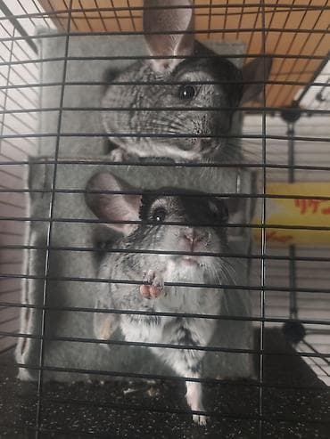 сколько стоит вислоухие кошки: Продаётся пара шиншилл (мальчик и девочка), возраст 1 год. Животные — 3