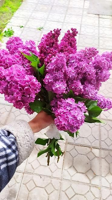 каркаде цена за кг: Сирень — душистые пышные сезонные букеты без упаковки. Веточка 50сом — 4