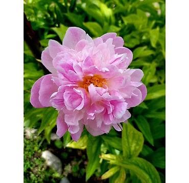 рассада цветка: Срочно! Продаю цветы, пионы. Цвет розовый, бардо. Новопокровка — 1