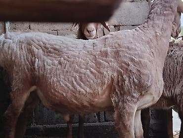 продаётся шпиц: Продаю | Баран (самец) | Арашан — 2