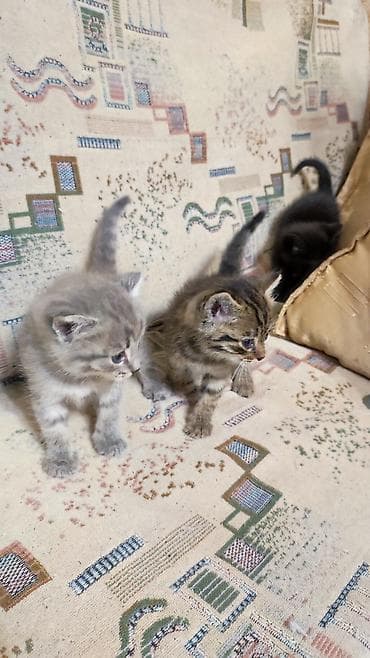 серые кошки фото: Котята Описание: - Милые домашние котята из одного помёта — 5