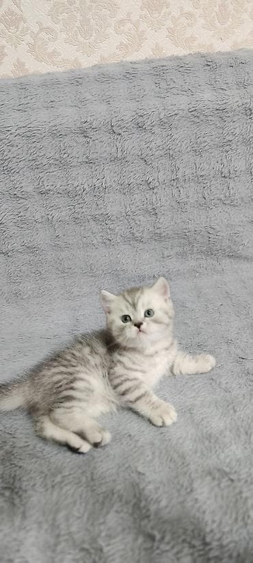 Продаются чистокровные котятята. Шотландской народы. 3 котёнка( 1 — 5