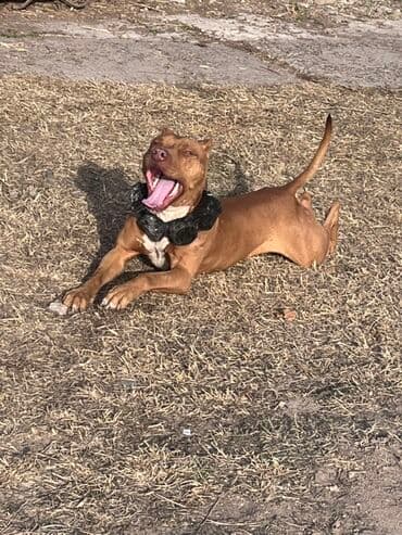 корм для домашних животных: Питбуль, 2 года, Самец, С прививкой — 2