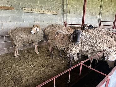 с мыкан: Продаю | Овца (самка) | Для разведения | Племенные — 8