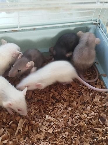 ракы: Продам маленьких крысят декоративные, дамбо — 4