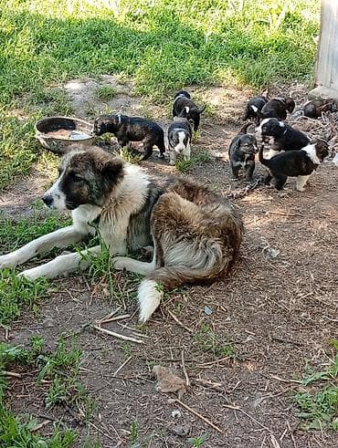 сколько стоит сиамская кошка в сомах: Щенки Алабая. собаки средних размеров, шерсть полудлинная, окрасы — 2