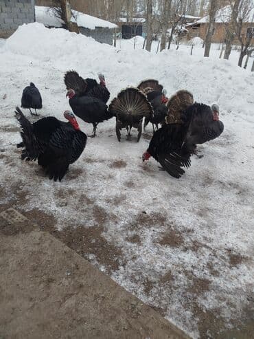 Квадроциклы: Продаю | Индюк (самец) | Для разведения | Племенные — 1