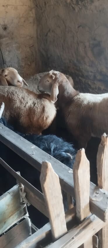 мейн кун бишкек 😺 питомник lyubushka 🐈 купить котенка 🐾 цена фото: Сатам | Кочкор (эркек) | Арашан, Аргын | Көбөйтүү үчүн — 1