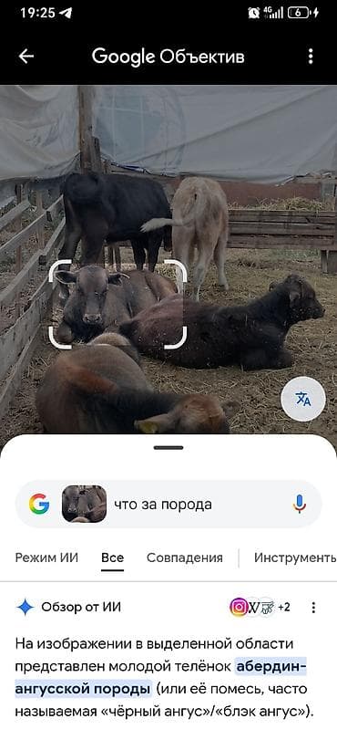 животные собака: Продаю | Бык (самец) | Абердин-ангус | На откорм — 10