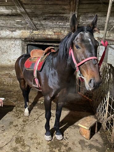 Продаю | Конь (самец) | Конный спорт at lalafo.kg Продаю | Конь (самец) | Конный спорт