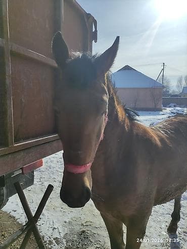 кролики фландр: Продаю | Жеребец | Рабочий — 5