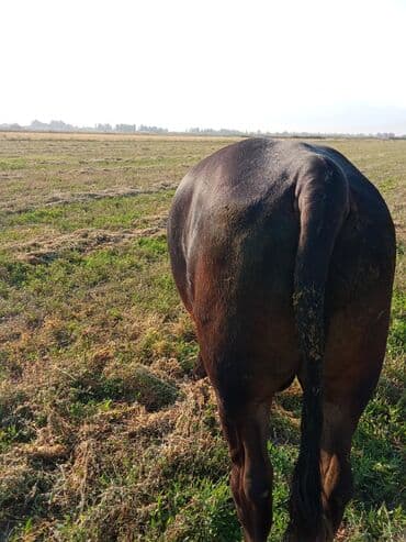 продаю музоо торпок корова самка бык самец айрширская ангус алатауская на забой для разведения на откорм племенные нетель привязанные: Сатам | Бука (эркек) | Ангус | Көбөйтүү үчүн | Асыл тукумдуу — 1