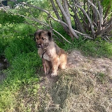 Пёс крупной породы с густой длинной шерстью (тип овчарки). Подойдёт