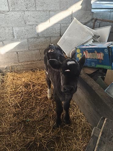 Продаю | Тёлка | Для разведения | Искусственник