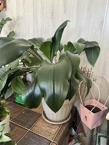 Бөлмө өсүмдүктөрү: Продажа. Комнатные цветы — 5