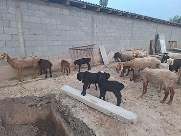 телята лимузин цена: Продаю | Овца (самка) | Полукровка | Для разведения | Племенные — 1