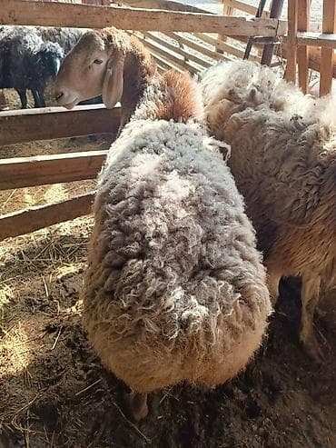 алабай купить: Продаю | Овца (самка) | Эдильбаевская | Для разведения | Племенные — 6