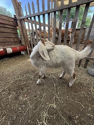 в связи с переездом отдам попугая жако в добрые руки: Продаю | Козлёнок | Нубийская | Для разведения — 4