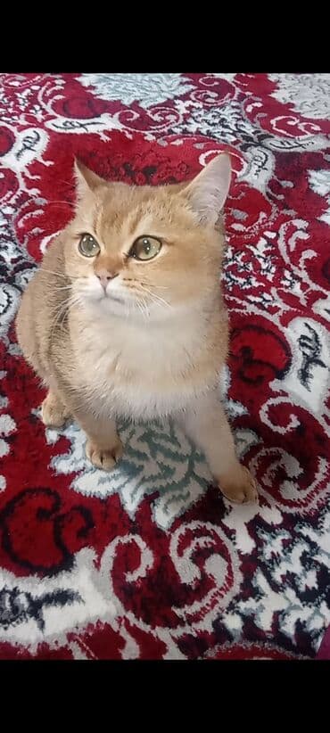 домик для котят: Британская короткошёрстная, 1 месяц, Девочка, Золотая шиншилла, С документами — 2