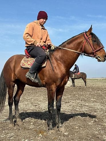 Лошади, кони: Продаю | Жеребец | Рабочий — 4