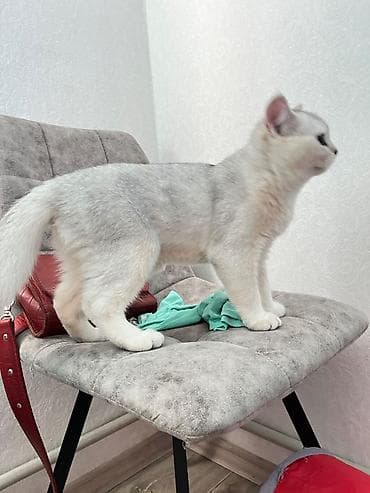 Скотиш Страйт (Шотландская прямоухая), 5 месяцев, Девочка, Приучена к лотку