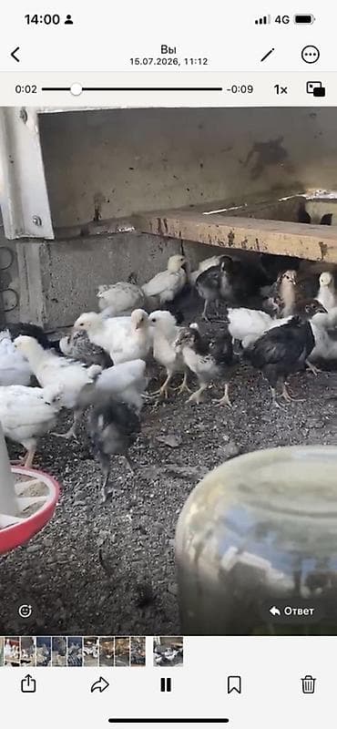 Үй жаныбарлары: Сатам | Балапандар — 1