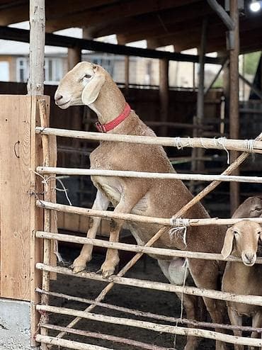 сибирская лесная кошка: Продаю | Баран (самец) | Для разведения | Племенные — 4