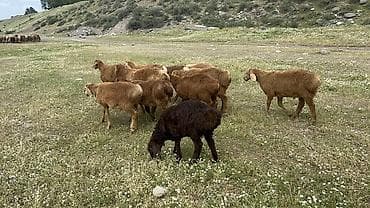 ящики для цыплят: Продаю | Овца (самка) | Для разведения | Ярка — 7
