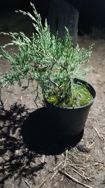 Можжевельник в контейнере - Хвойное декоративное растение в горшке