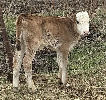 улар сатылат: Сатам | Кунаажын | Бордоп семиртүү үчүн — 1