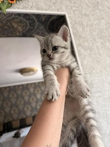 Продаю британского котенка Котёнок с короткой серебристо-серой — 1