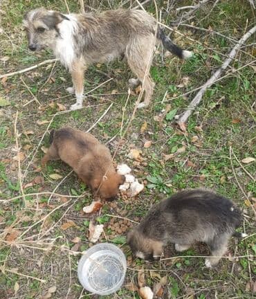 отдам в добрые руки: Собака даром: Дворняжка, 10 месяцев, Самка — 4