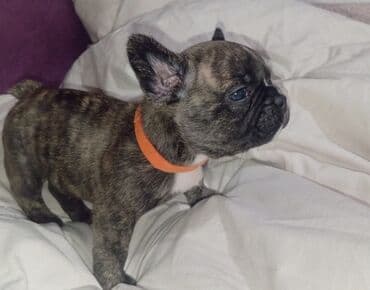 Бульдог, 1 месяц, Самец