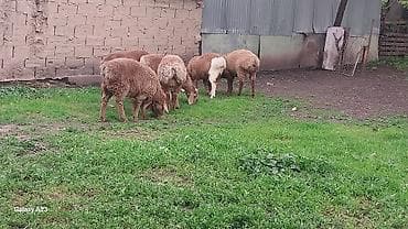 ат жаныбар: Сатам | Козу | Көбөйтүү үчүн | Асыл тукумдуу — 3