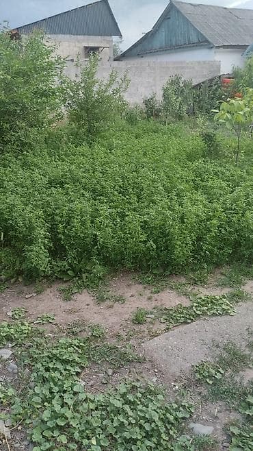 Сено луговое/садовое из люцерны и разнотравья - Заготовлено с