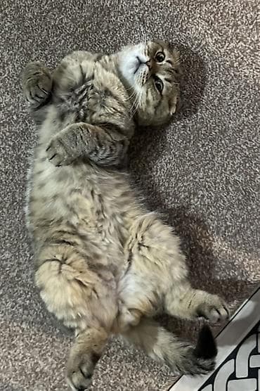 скотишь фолд: Скотиш Фолд (Шотландская вислоухая), 1 год, Мальчик — 3