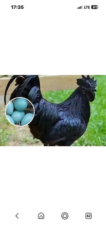 Продаю | Петух | Для разведения