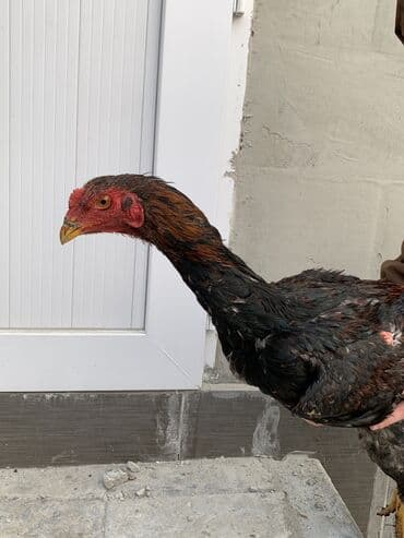 тай ургаачы: Сатам | Короздор — 5