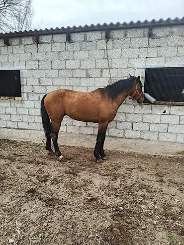 швиц музоолор: Продаю | Жеребец | Рабочий — 2