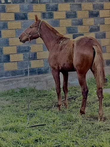 Продаю | Жеребец | Кара Жорго | Конный спорт | Племенные, Осеменитель