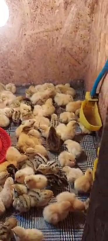 купить цыплёнка: Продам : индюков для развода или на мясо Яйца инкубационные в любом — 6