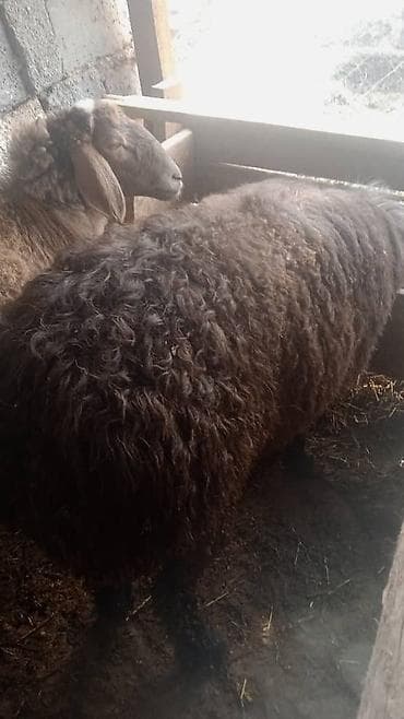 бараны в канте: Продаю | Баран (самец) | Полукровка | Для разведения | Племенные — 3