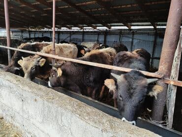 Корма для с/х животных: Продаю | Бык (самец) | На откорм — 7