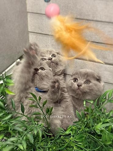 донской сфинкс: Шотландские вислоухие котята! Продажа! Очаровательные мальчики и — 2