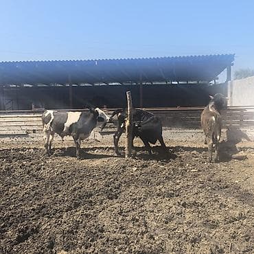 каровы и быки: Продаю | Бык (самец) | На откорм — 2