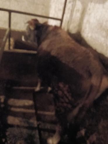 Зоотовары: Продаю | Корова (самка) | Для молока | Привязанные — 2