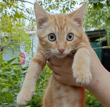 scottish fold: Кошка даром: Беспородная, 3 месяца, Мальчик, Метис — 2