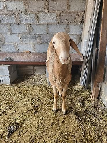 Продаю | Баран (самец) | Арашан | Для разведения | Племенные