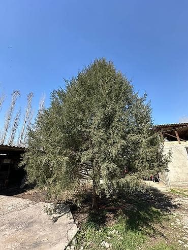 уй емеректер: Хвойное дерево, для озеленения участка - Крупномер, высота — 2