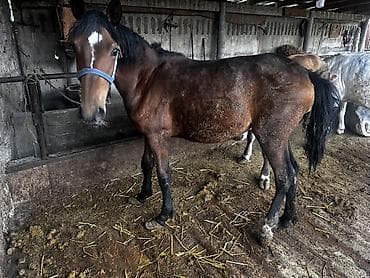 куплю конь: Продаю | Кобыла (самка), Жеребенок | Для разведения — 3